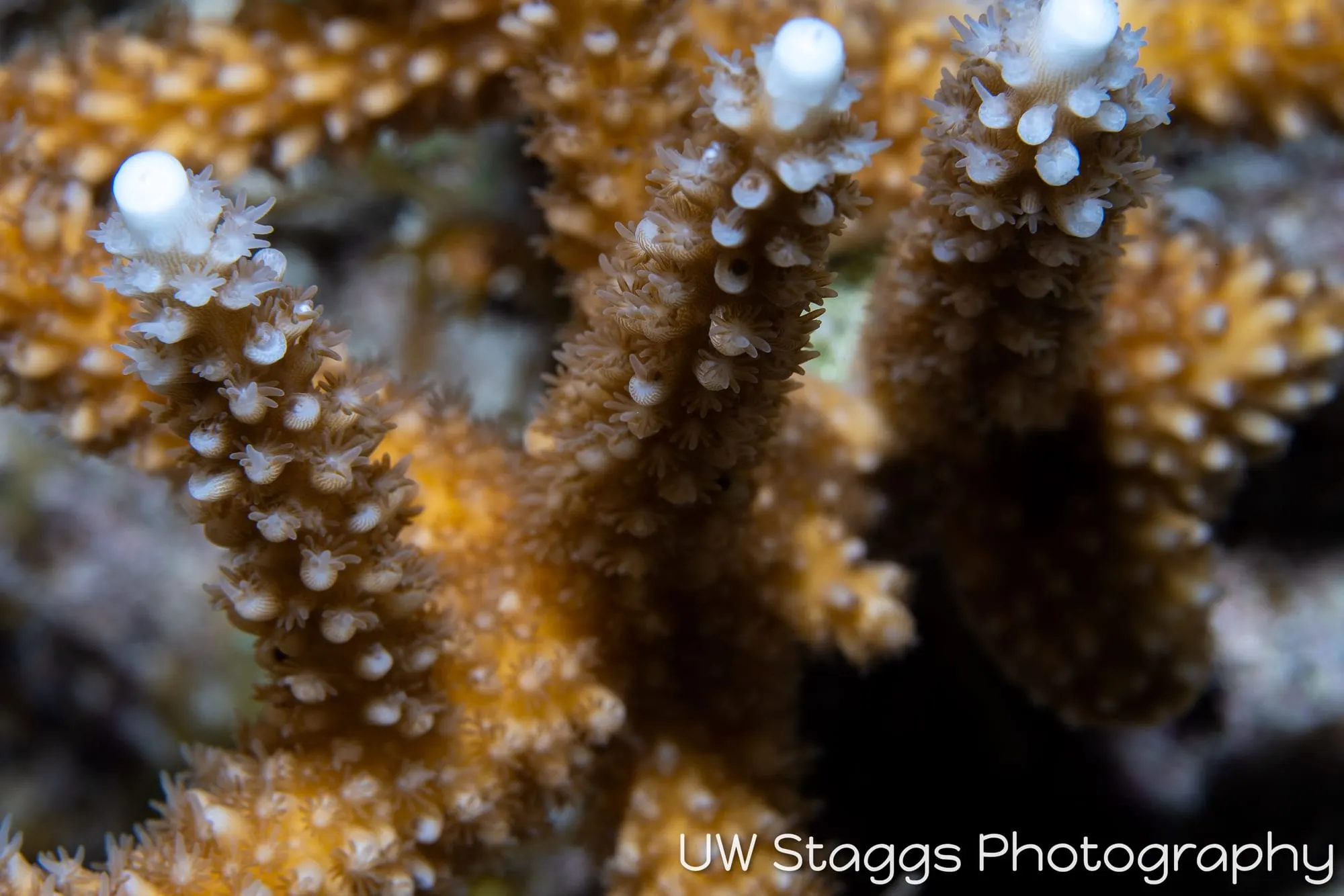 Reef Scene — Gardens of the Queen, Cuba