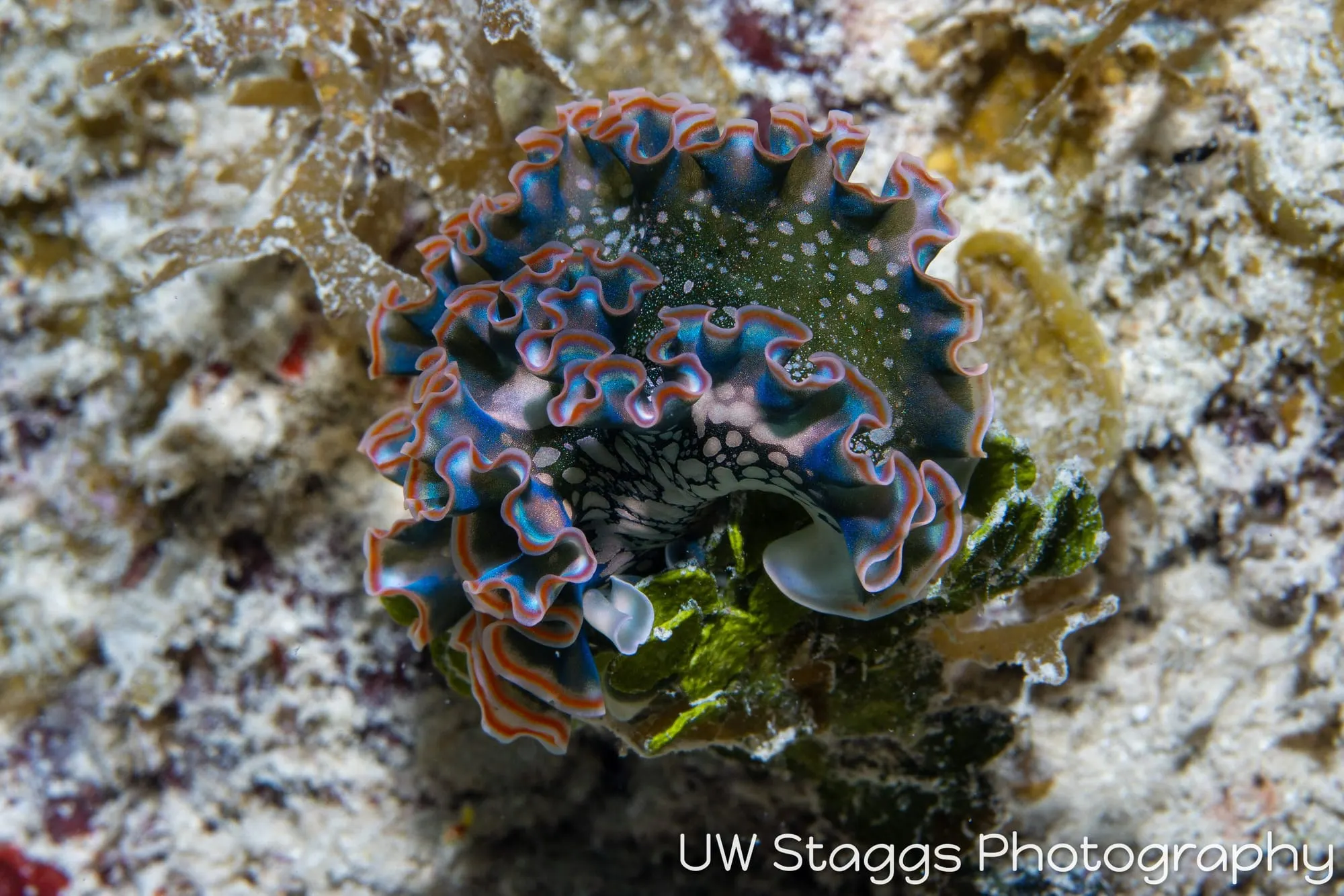 Reef Scene — Gardens of the Queen, Cuba