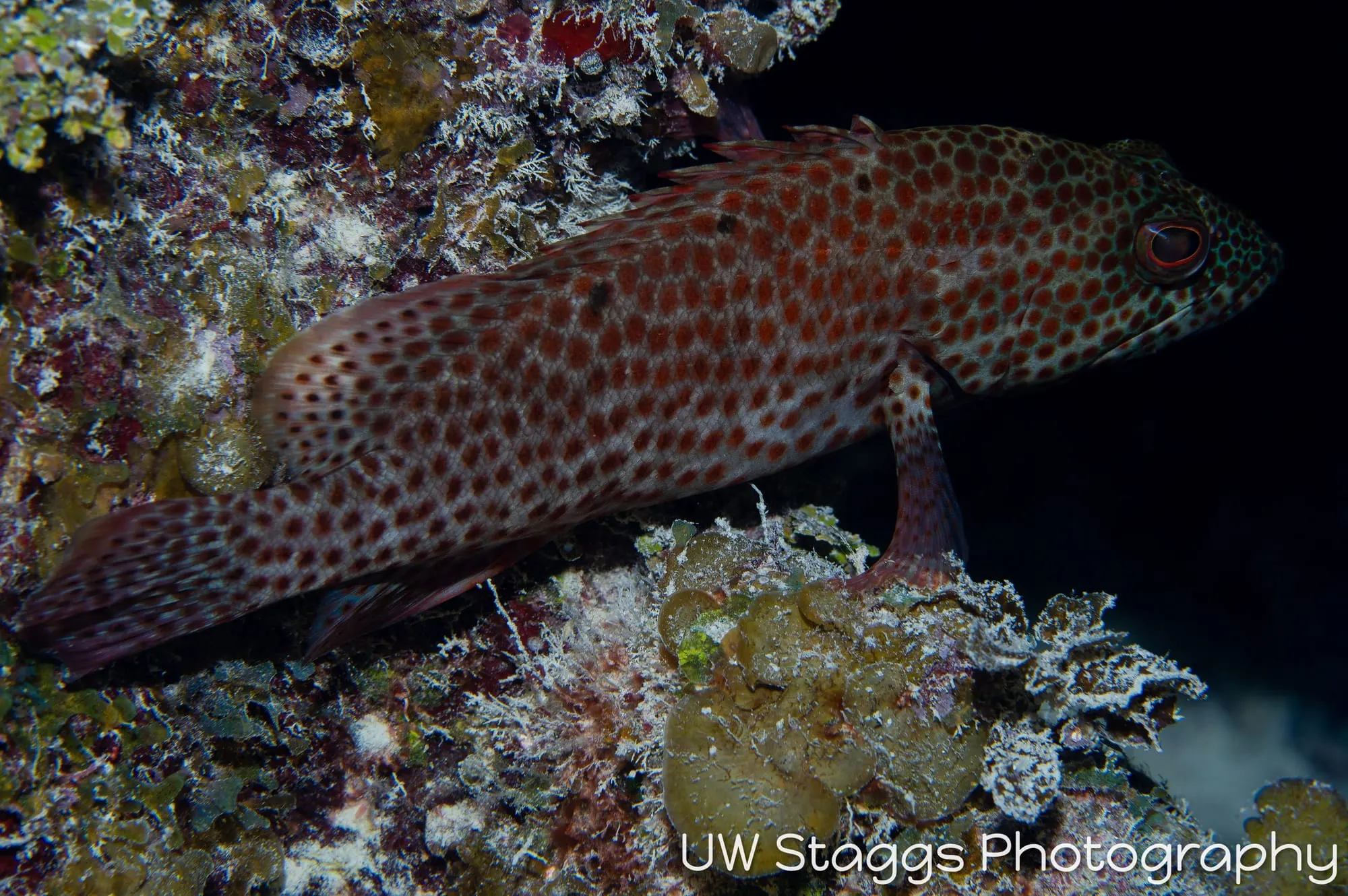 Reef Scene — Gardens of the Queen, Cuba