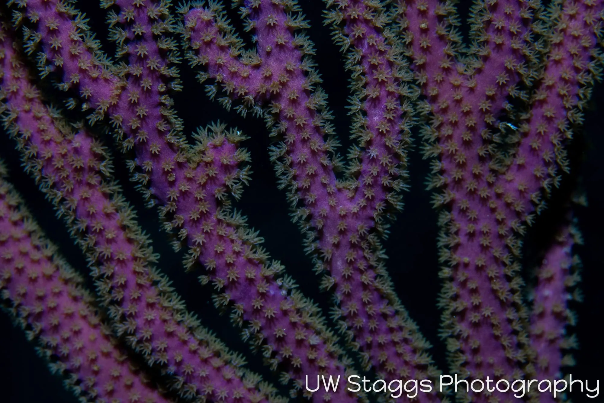 Reef Scene — Gardens of the Queen, Cuba