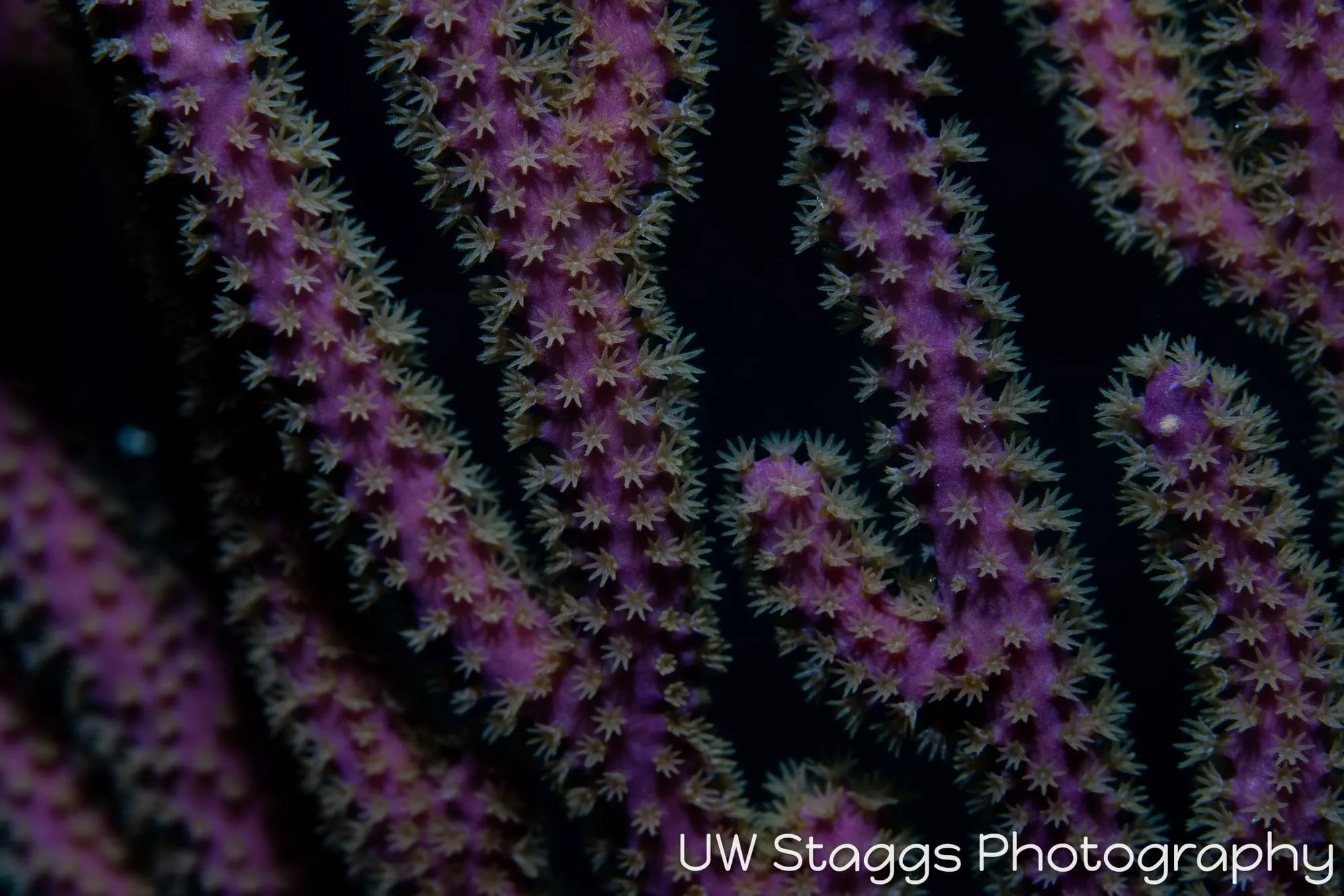 Reef Scene — Gardens of the Queen, Cuba