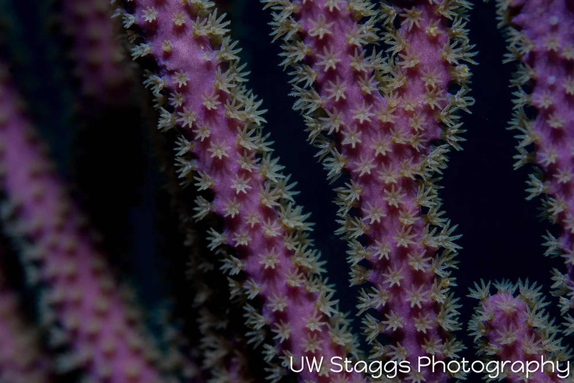 Reef Scene — Gardens of the Queen, Cuba