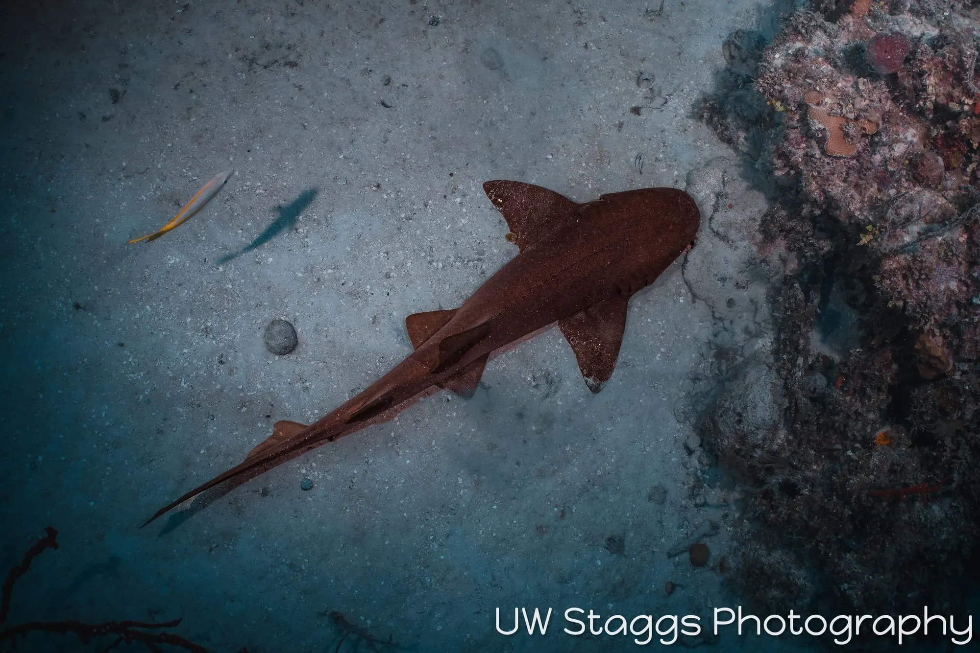 Reef Scene — Gardens of the Queen, Cuba