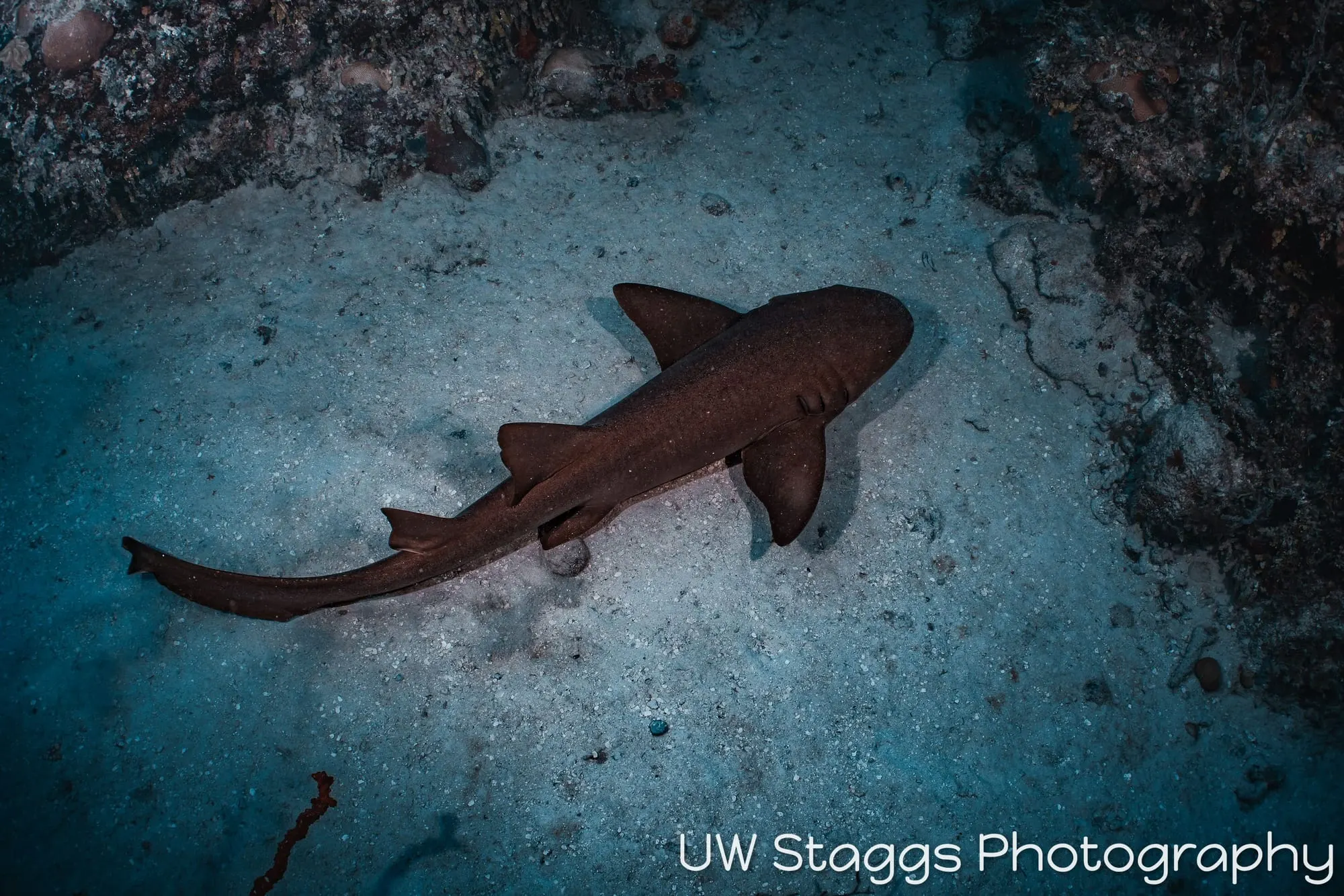Reef Scene — Gardens of the Queen, Cuba