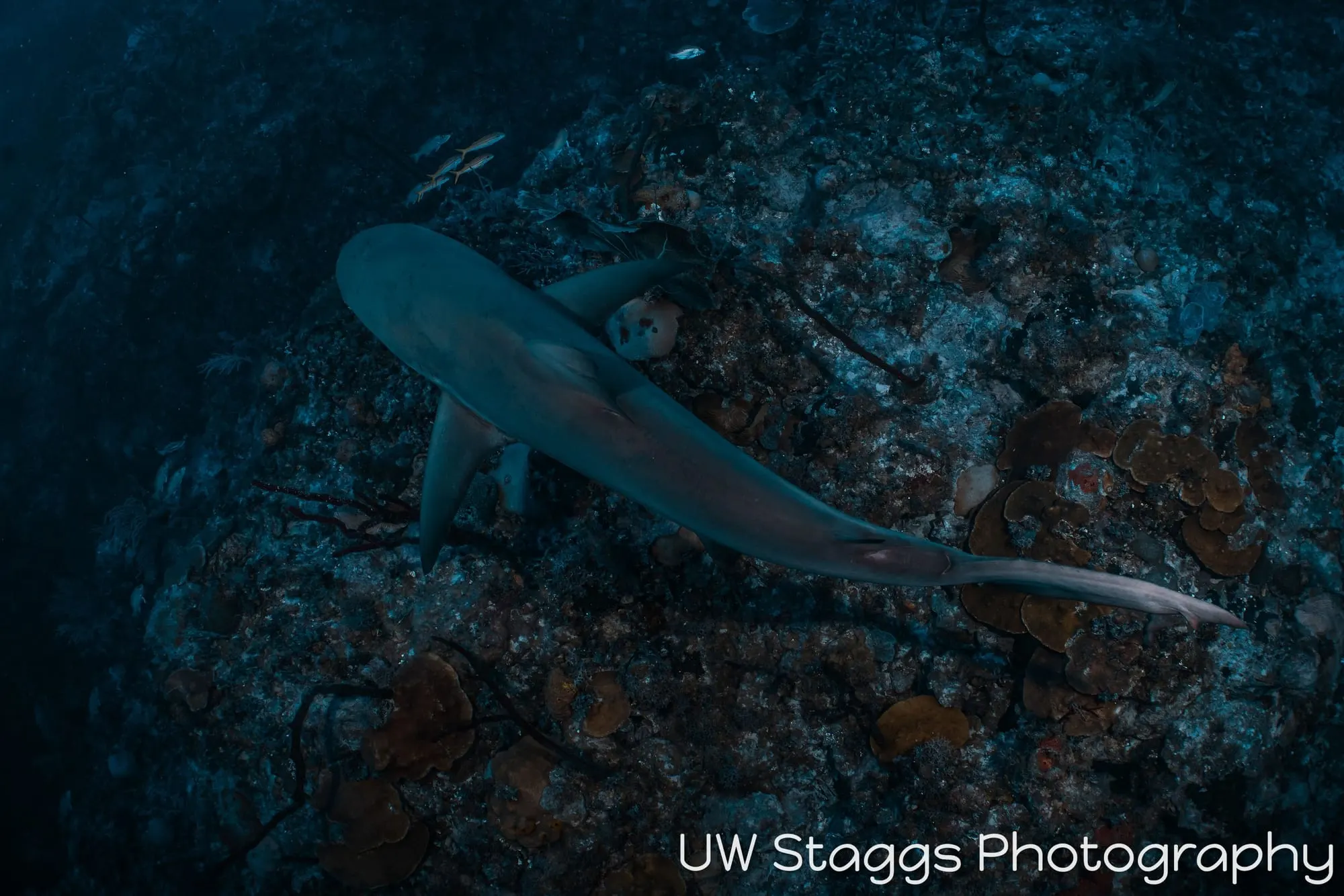 Reef Scene — Gardens of the Queen, Cuba