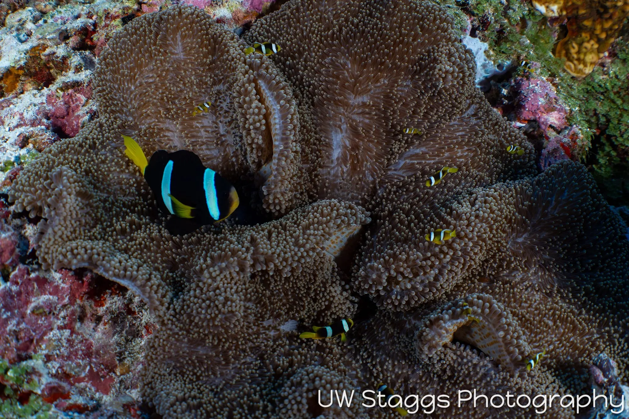 Reef Scene — Central Atolls, Maldives