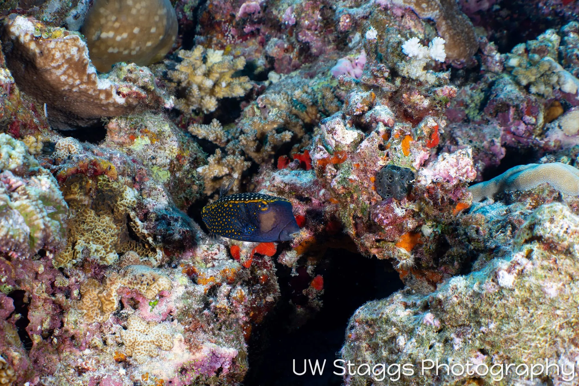 Reef Scene — Central Atolls, Maldives
