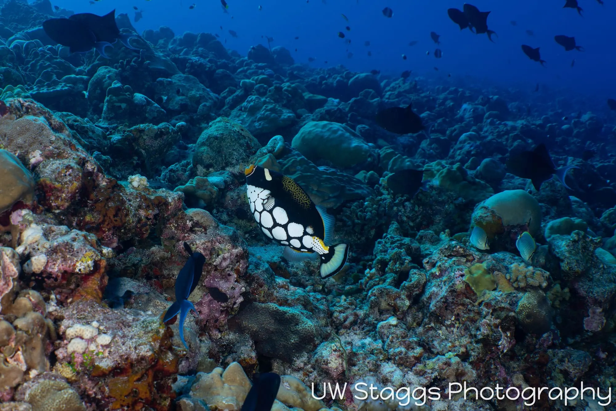 Reef Scene — Central Atolls, Maldives