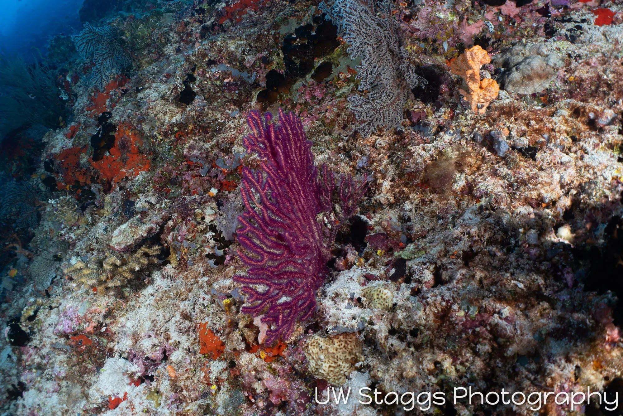Reef Scene — Central Atolls, Maldives