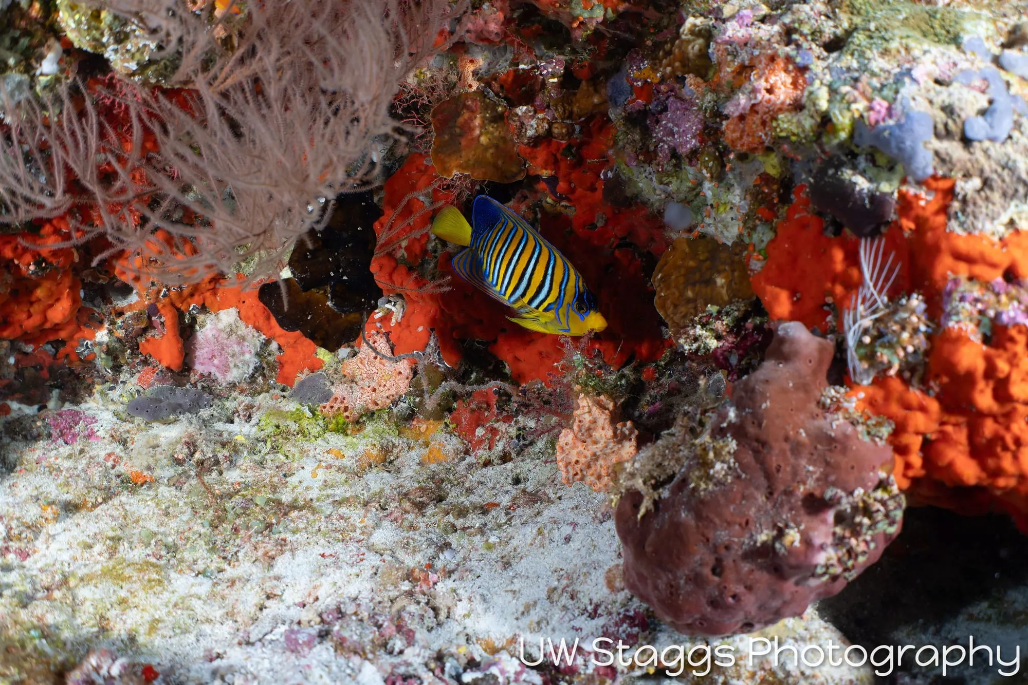 Reef Scene — Central Atolls, Maldives
