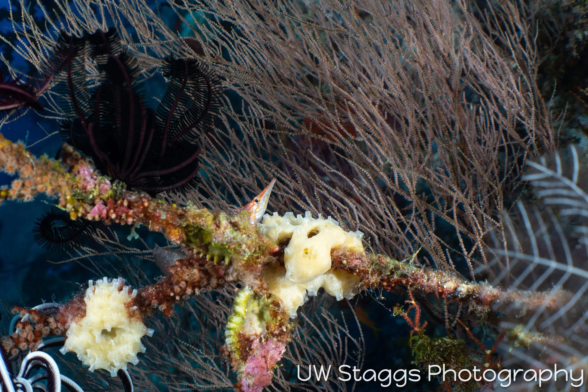 Reef Scene — Central Atolls, Maldives