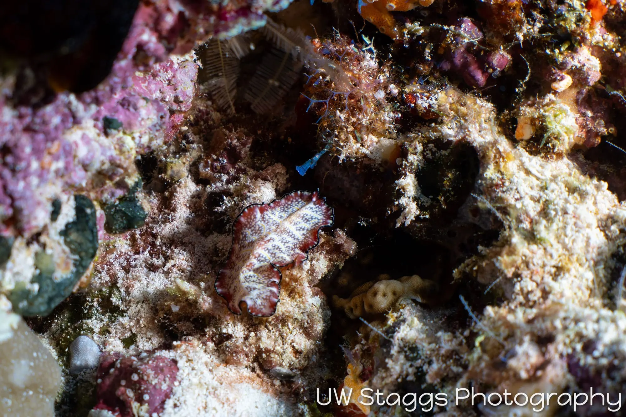 Reef Scene — Central Atolls, Maldives