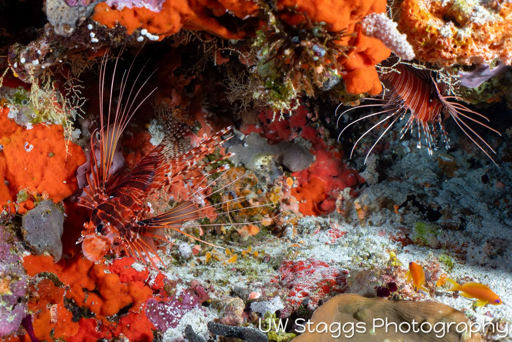 Reef Scene — Central Atolls, Maldives