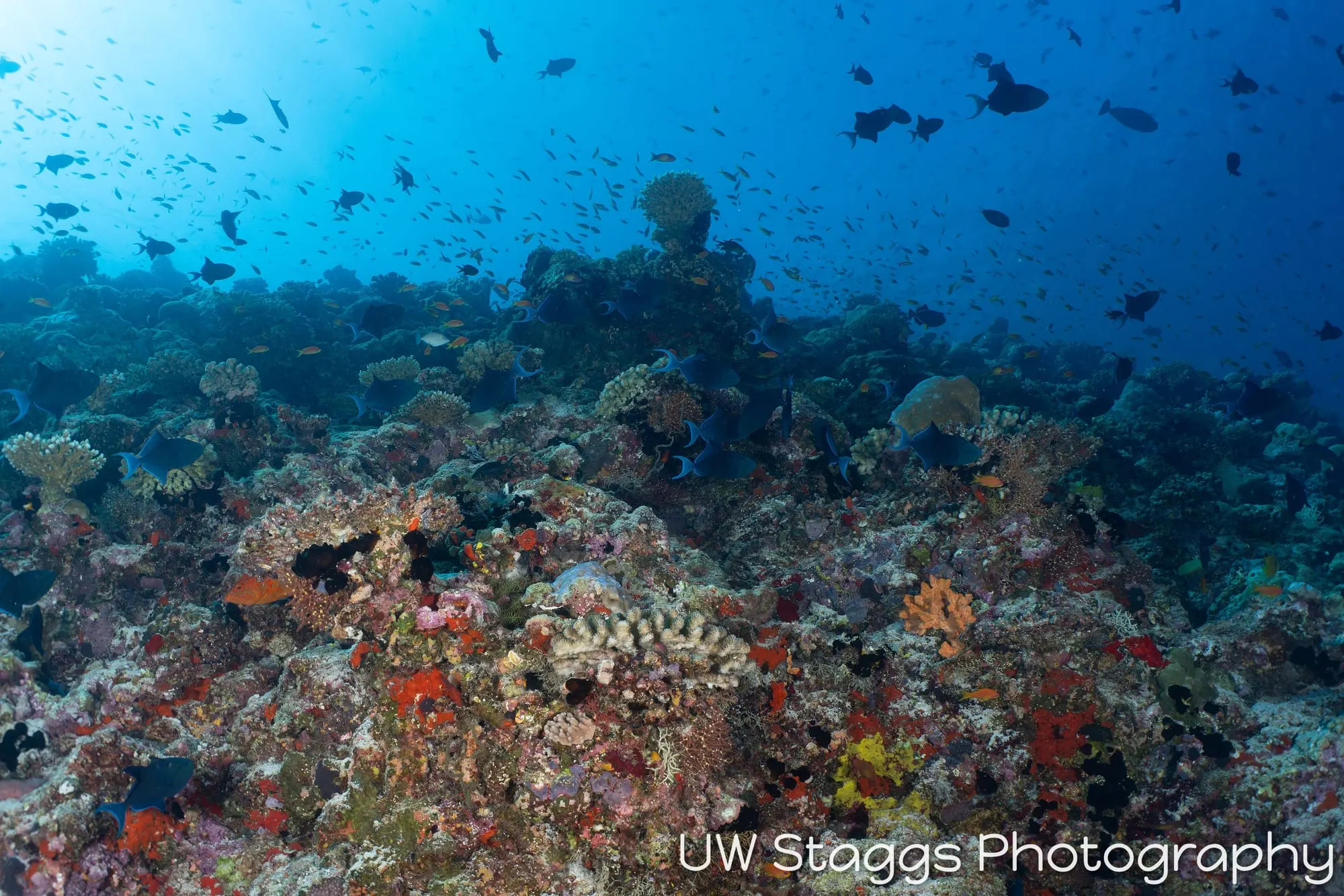 Reef Scene — Central Atolls, Maldives