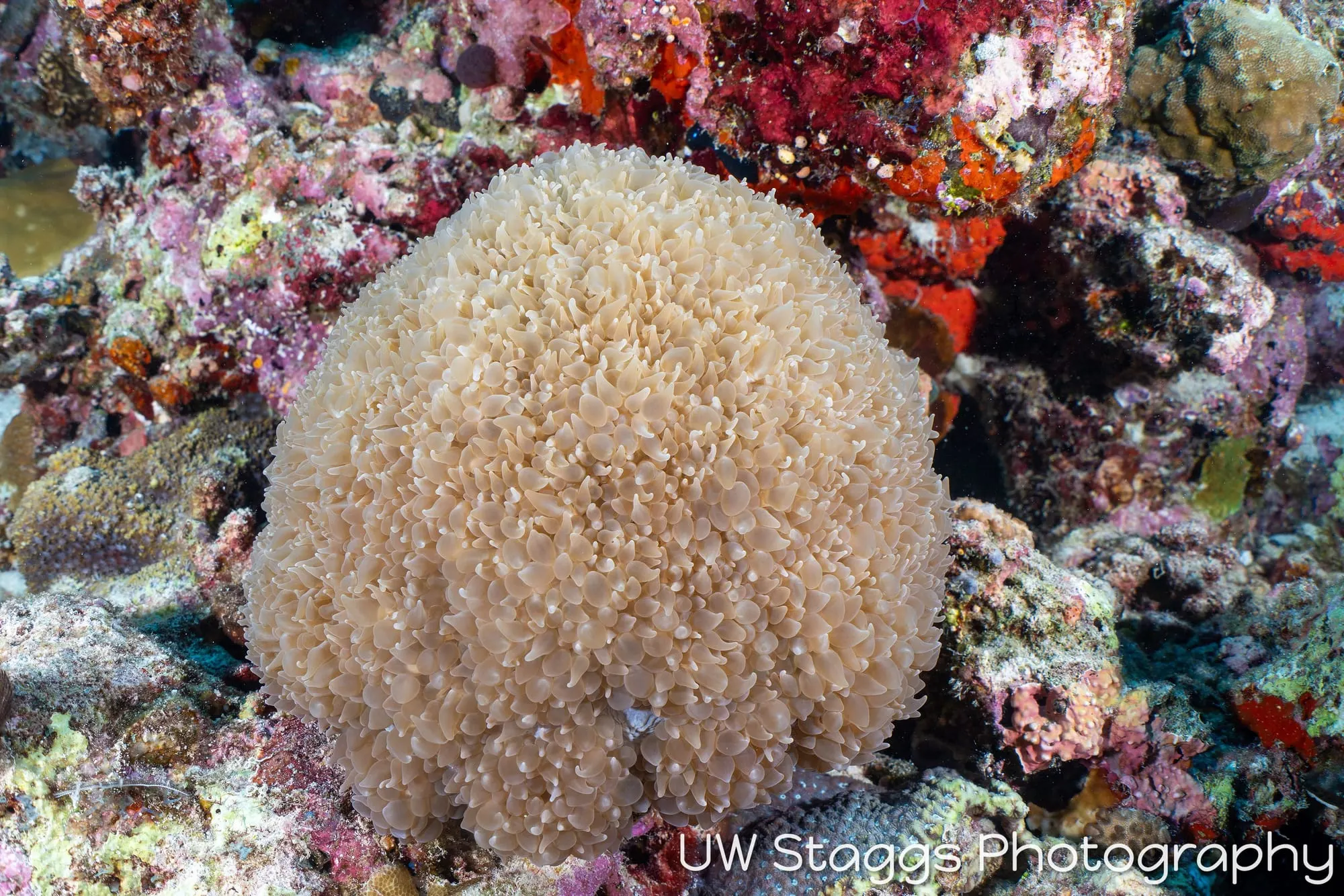 Reef Scene — Central Atolls, Maldives