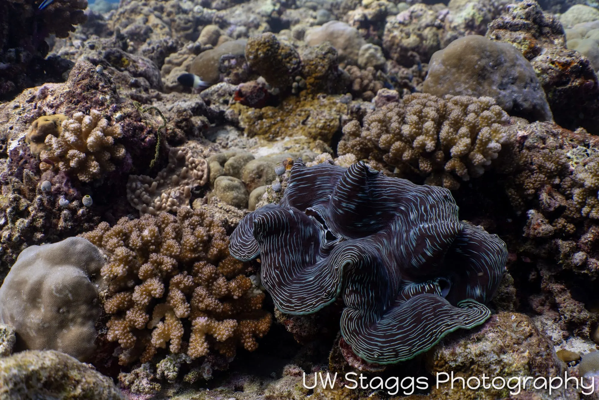 Reef Scene — Central Atolls, Maldives