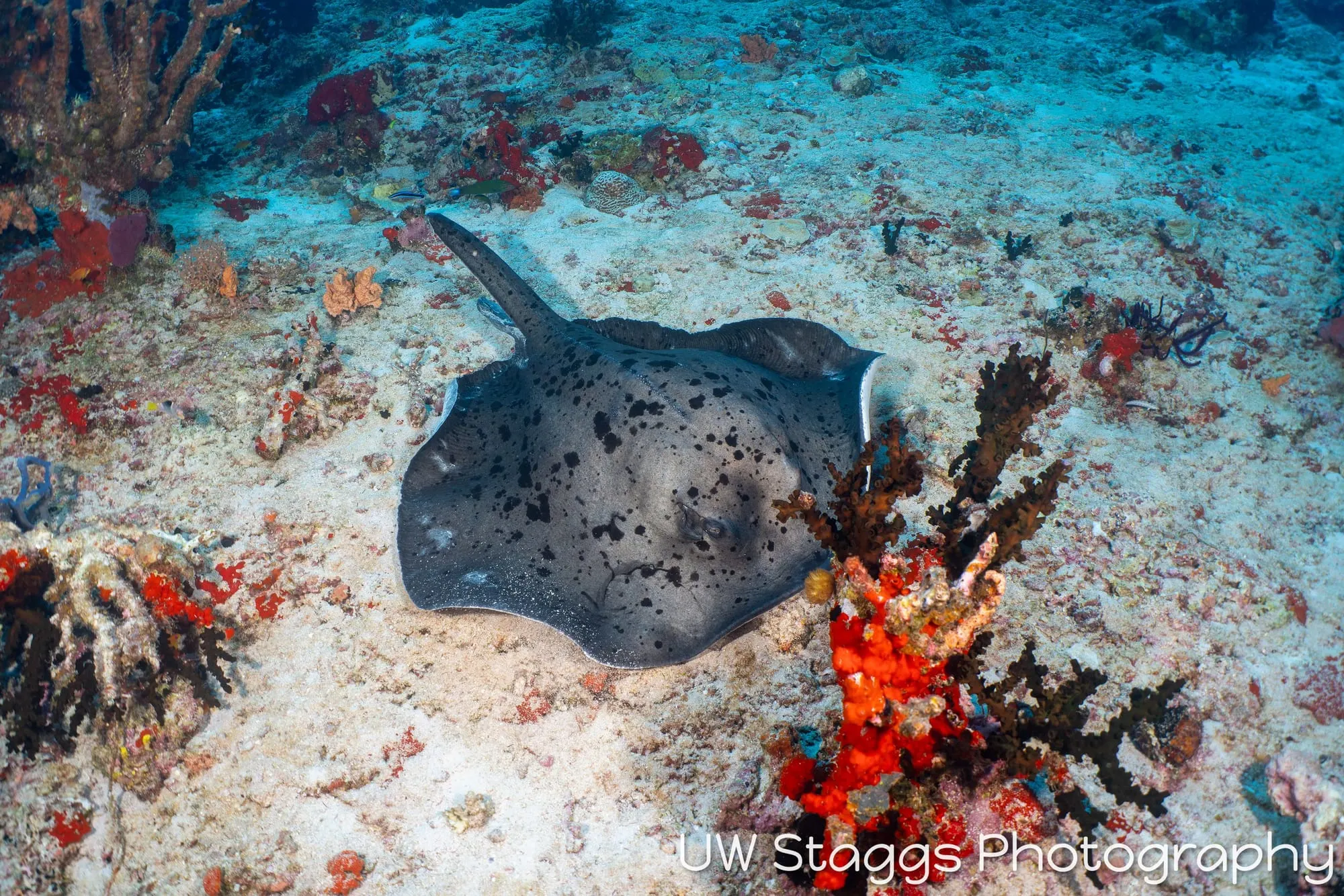 Reef Scene — Central Atolls, Maldives