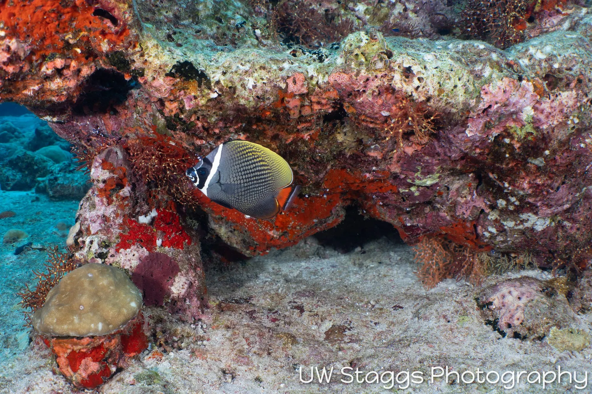 Reef Scene — Central Atolls, Maldives