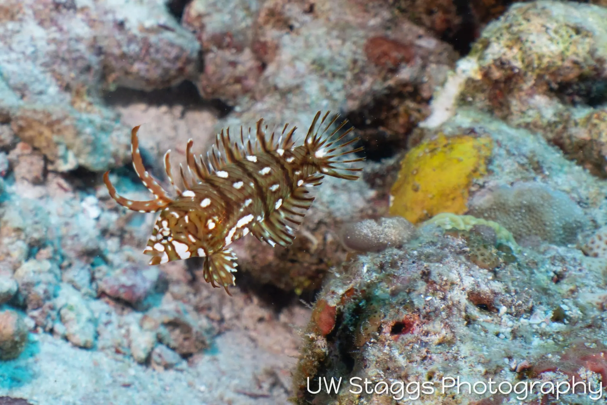 Reef Scene — Central Atolls, Maldives