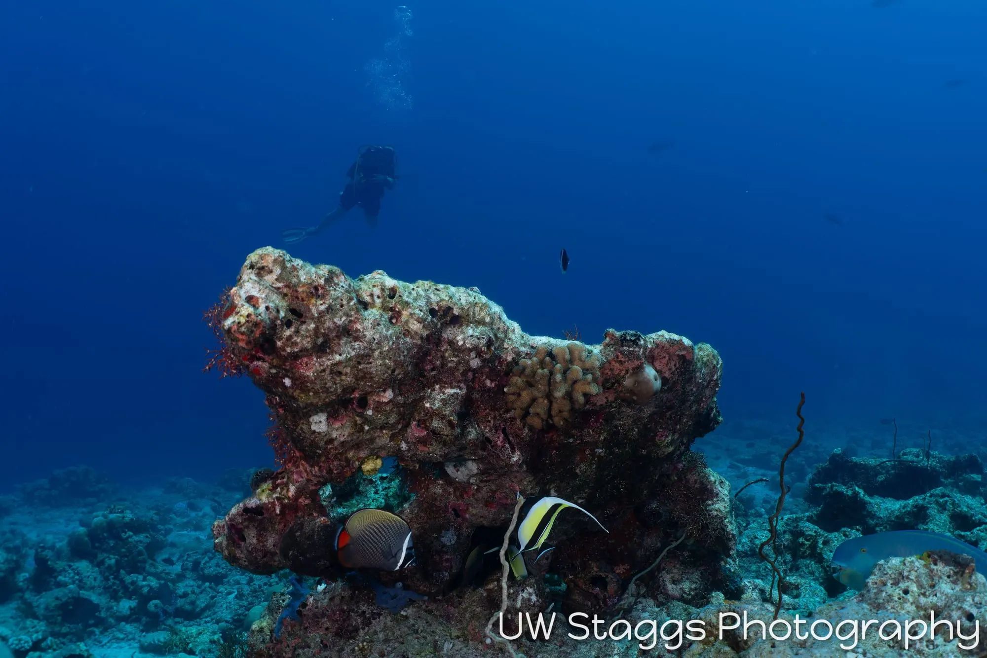 Reef Scene — Central Atolls, Maldives