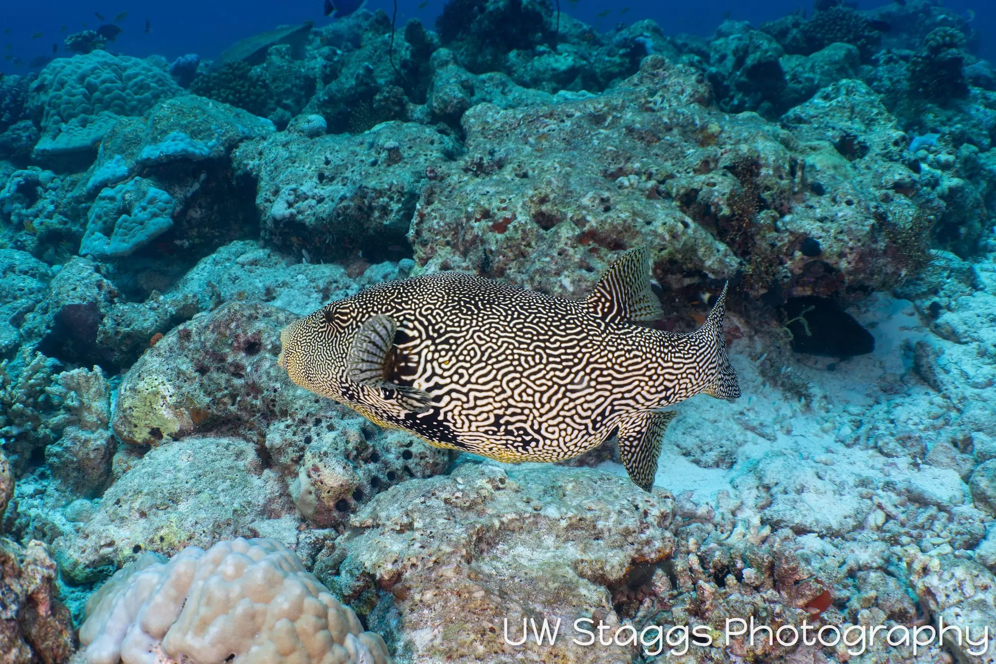 Reef Scene — Central Atolls, Maldives