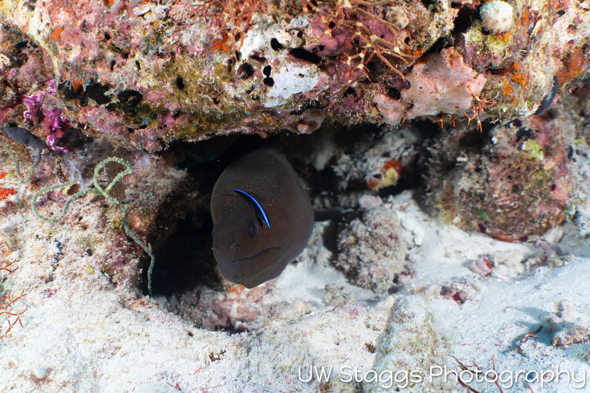 Reef Scene — Central Atolls, Maldives