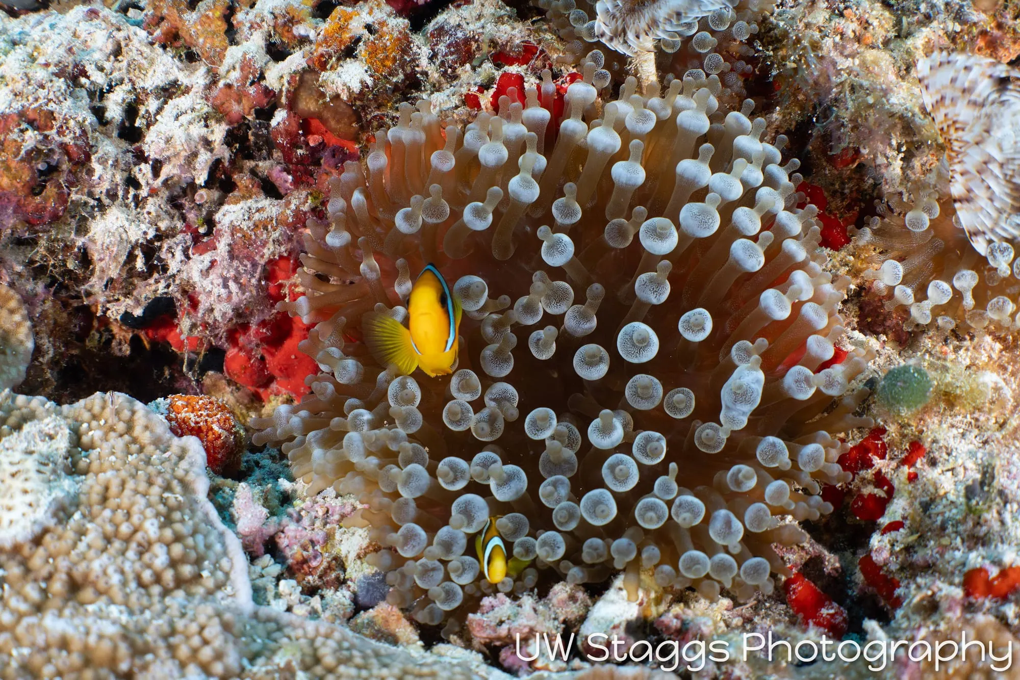 Reef Scene — Central Atolls, Maldives