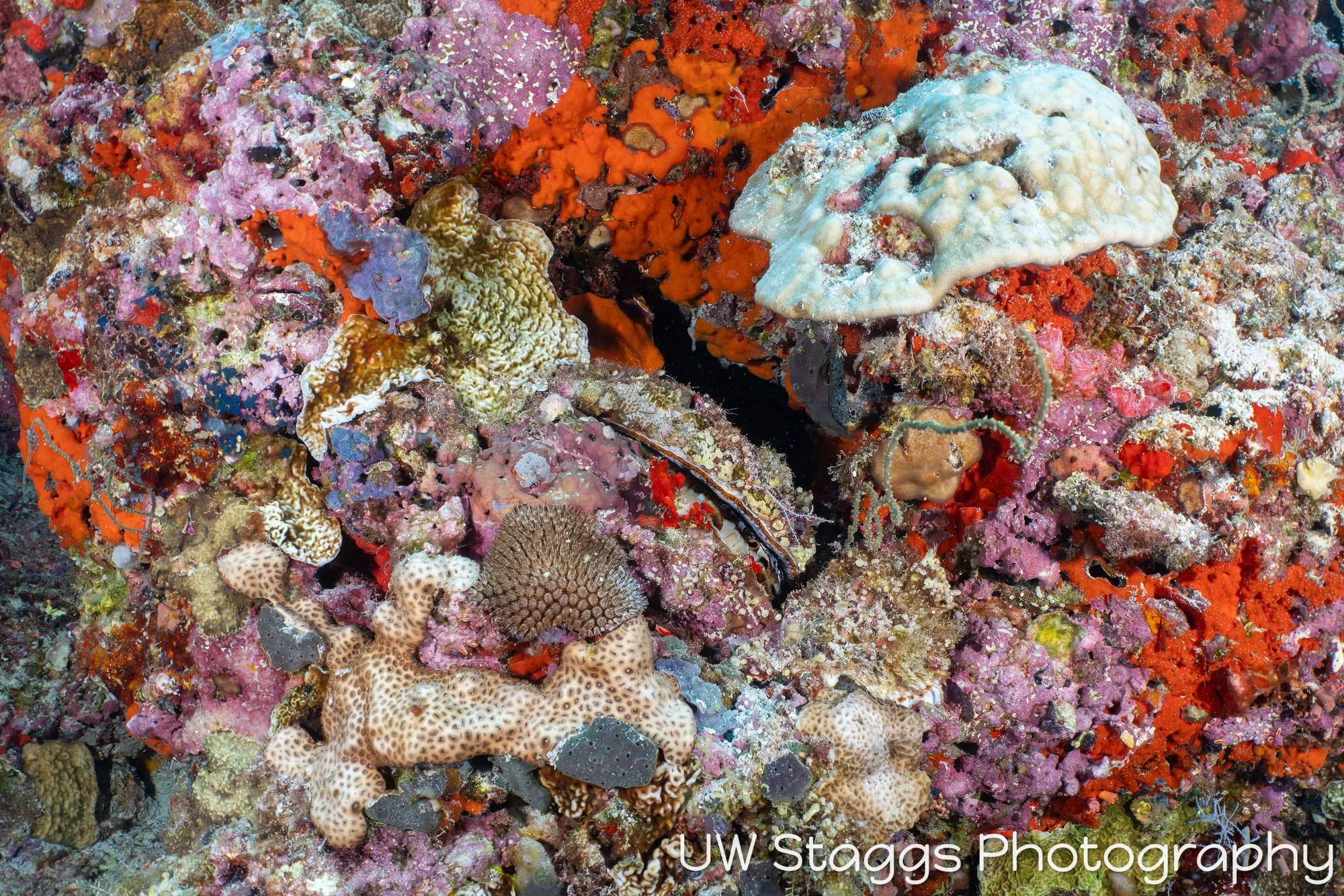 Reef Scene — Central Atolls, Maldives