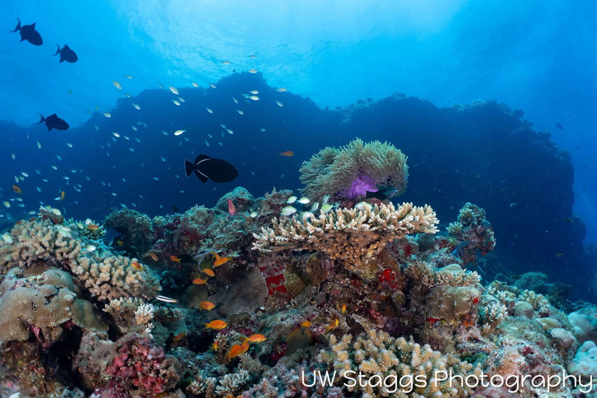 Reef Scene — Central Atolls, Maldives