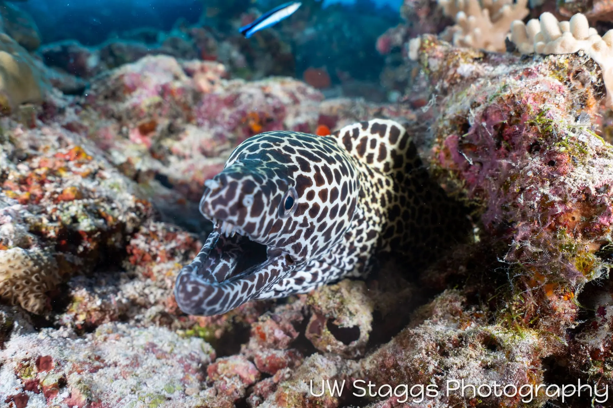 Reef Scene — Central Atolls, Maldives