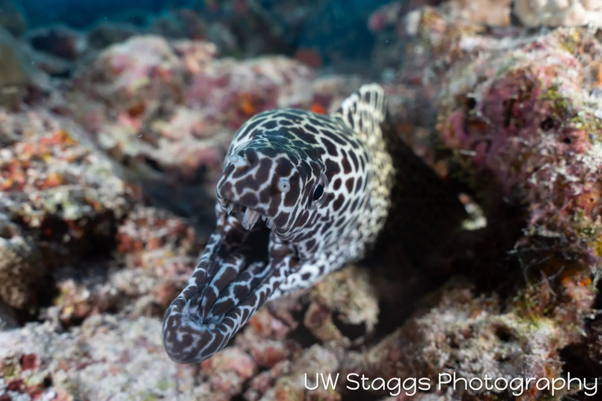 Reef Scene — Central Atolls, Maldives