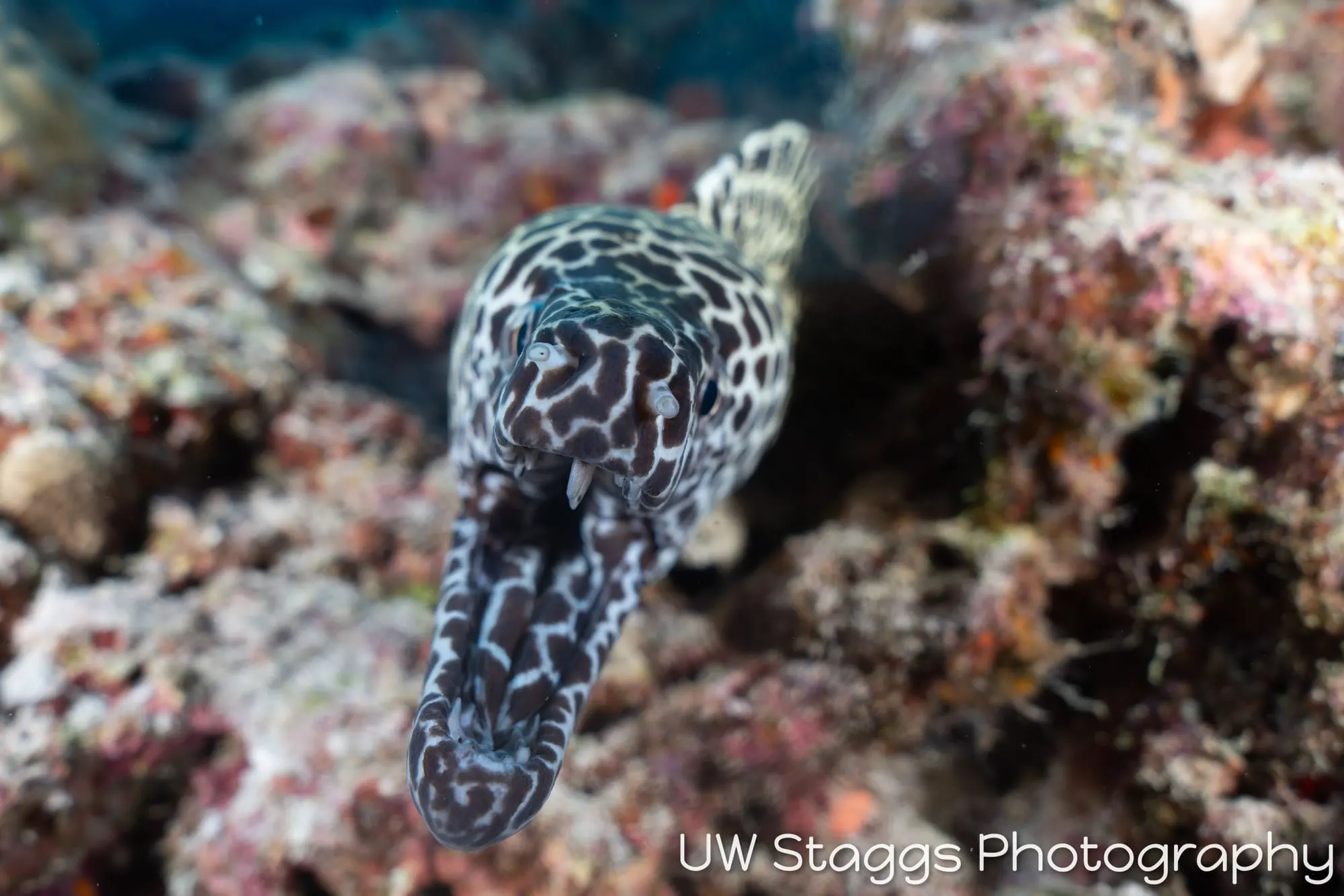 Reef Scene — Central Atolls, Maldives