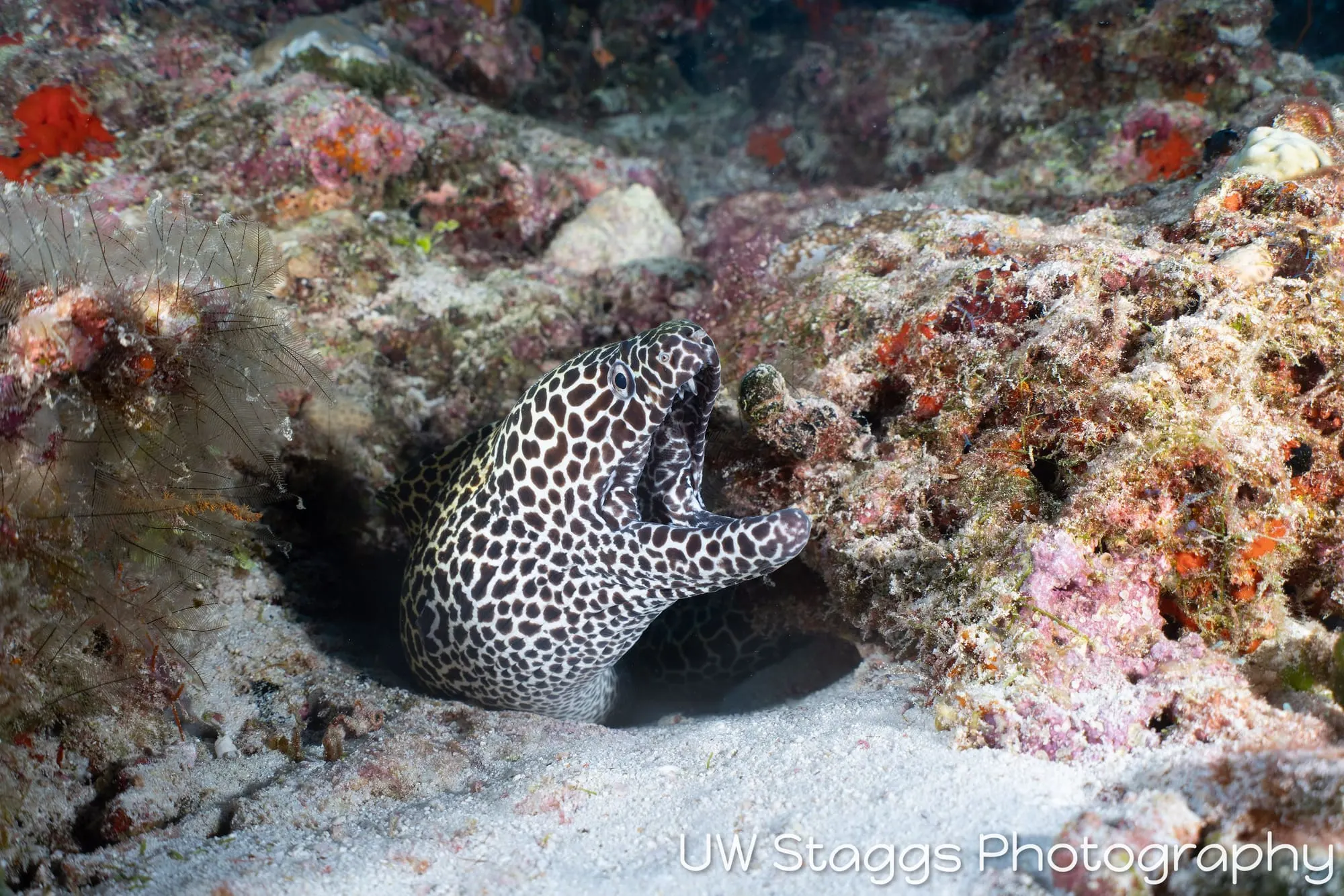 Reef Scene — Central Atolls, Maldives