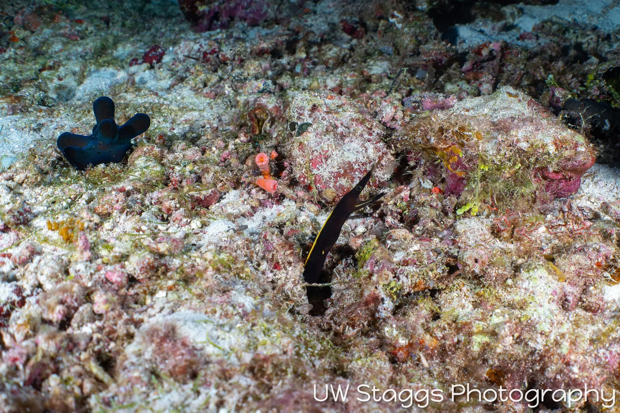 Reef Scene — Central Atolls, Maldives