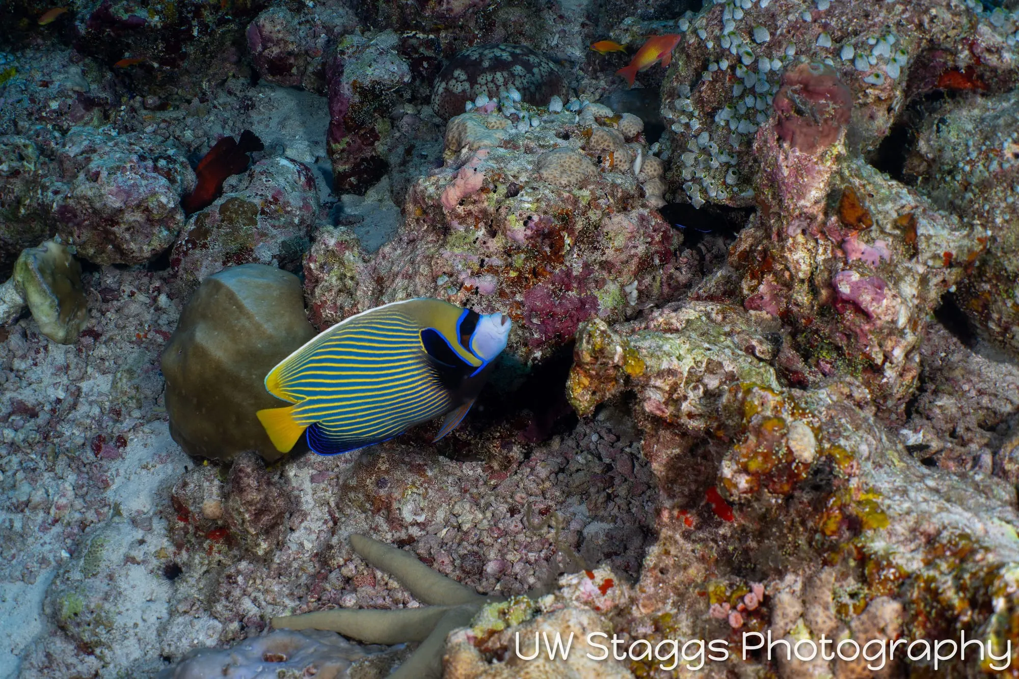 Reef Scene — Central Atolls, Maldives