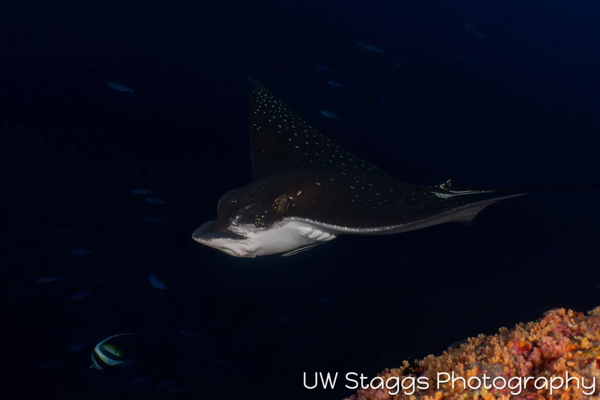 Reef Scene — Central Atolls, Maldives