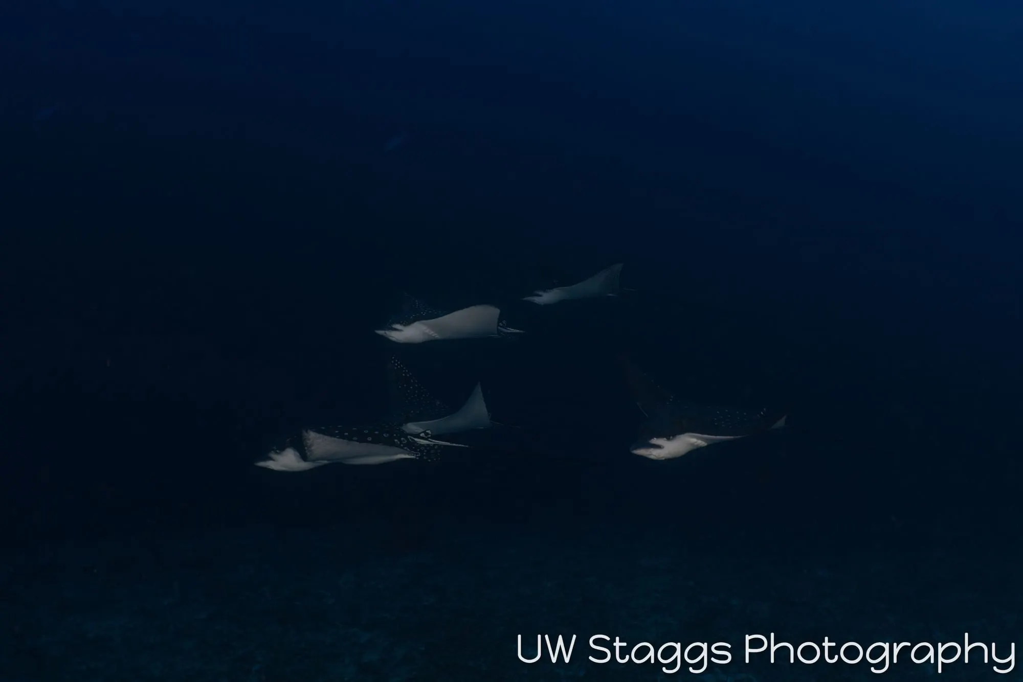 Reef Scene — Central Atolls, Maldives