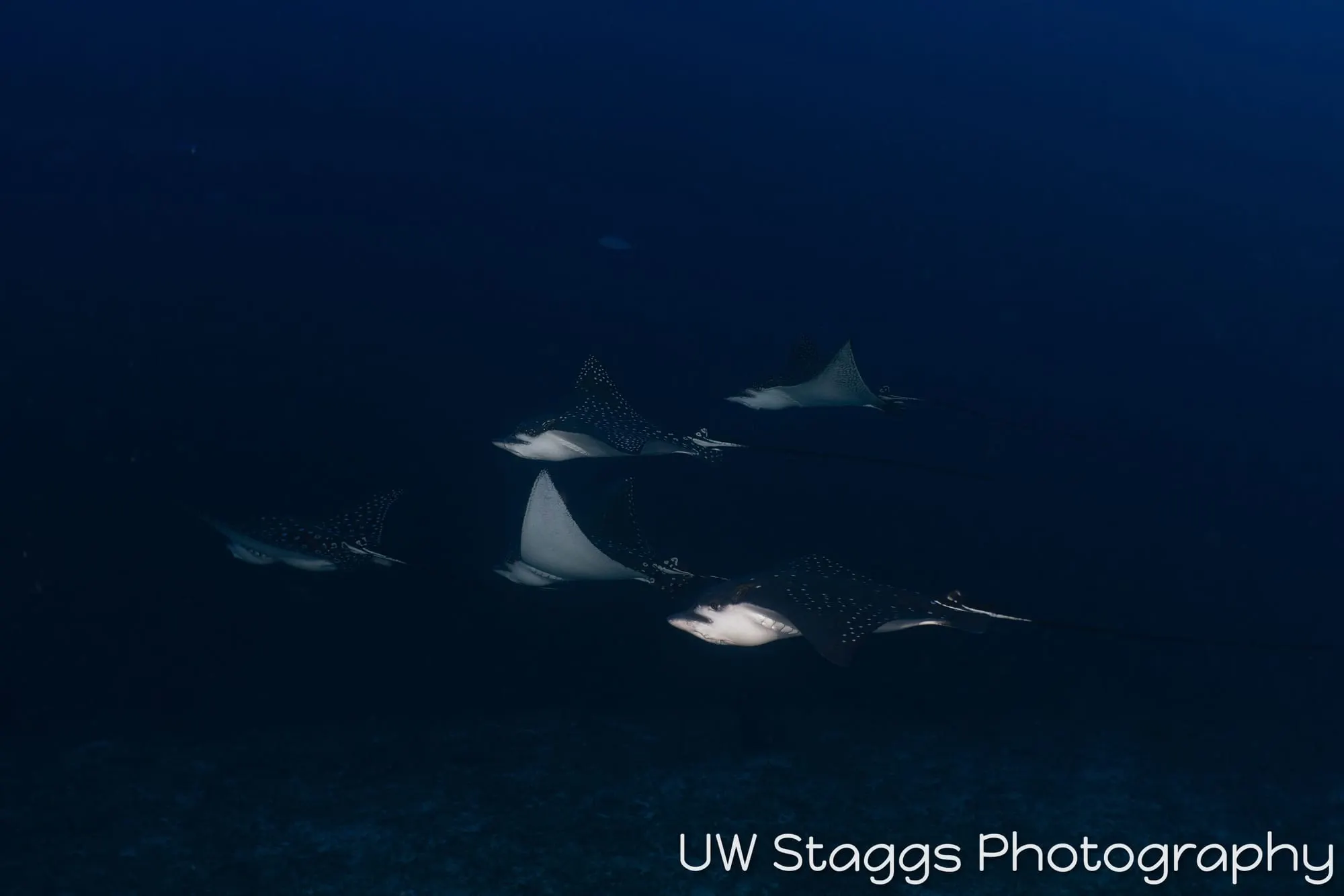 Reef Scene — Central Atolls, Maldives