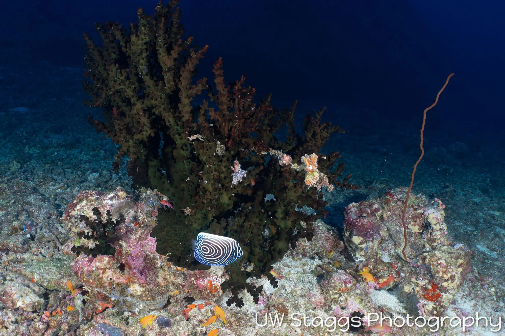 Reef Scene — Central Atolls, Maldives