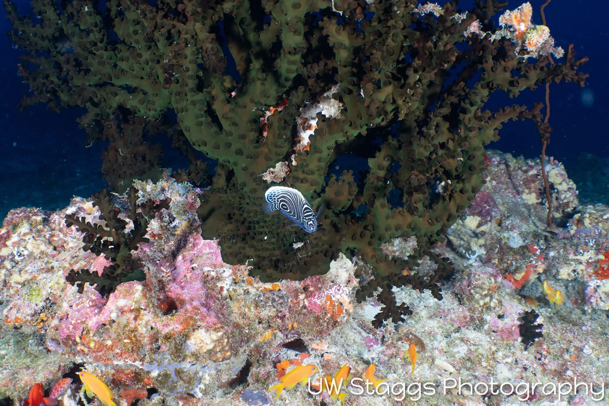 Reef Scene — Central Atolls, Maldives