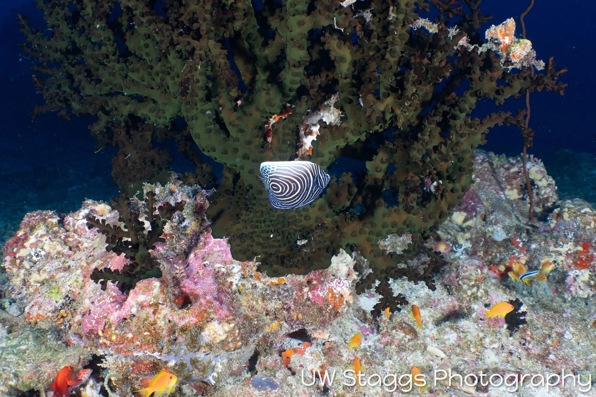 Reef Scene — Central Atolls, Maldives