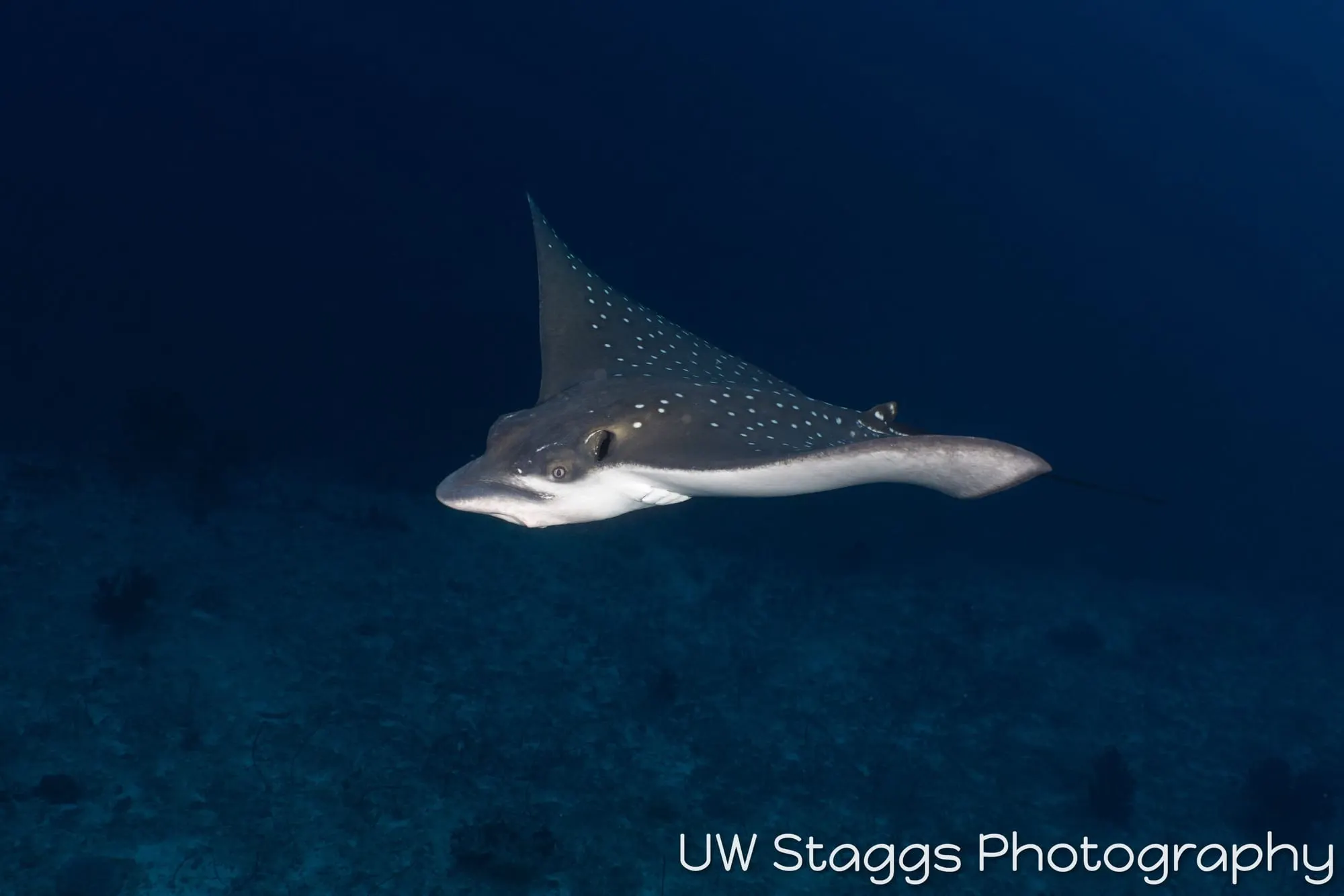 Reef Scene — Central Atolls, Maldives