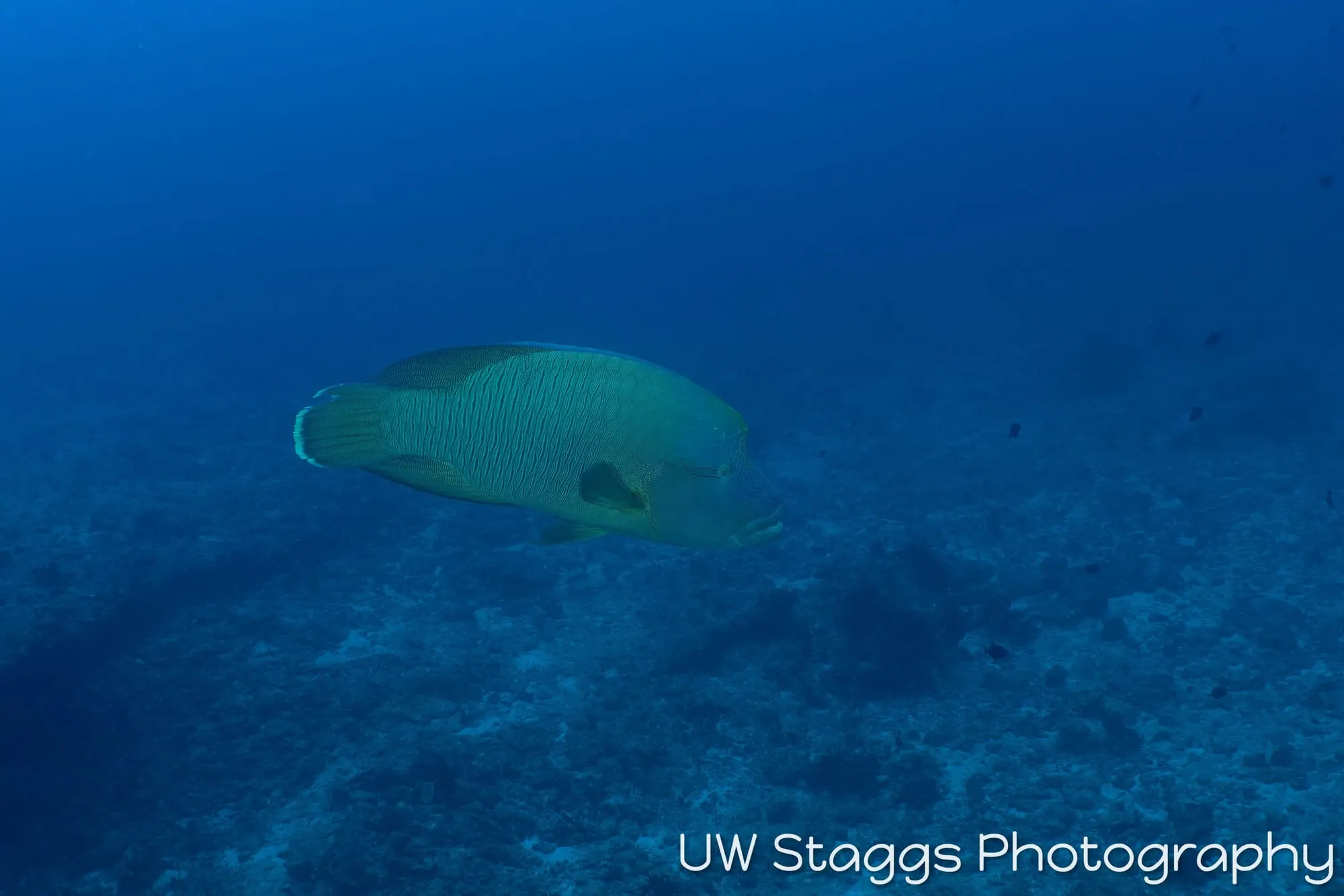 Reef Scene — Central Atolls, Maldives