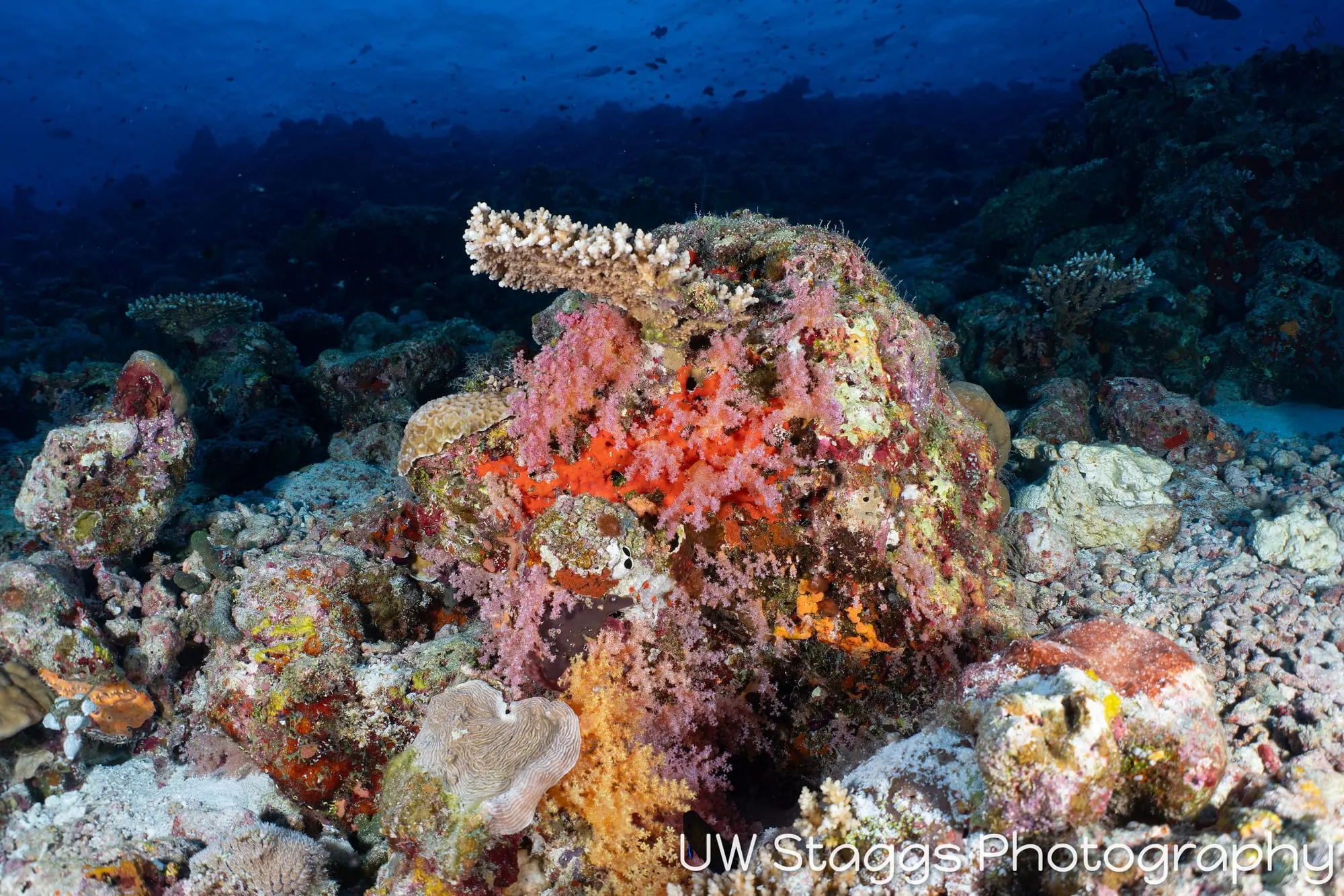 Reef Scene — Central Atolls, Maldives