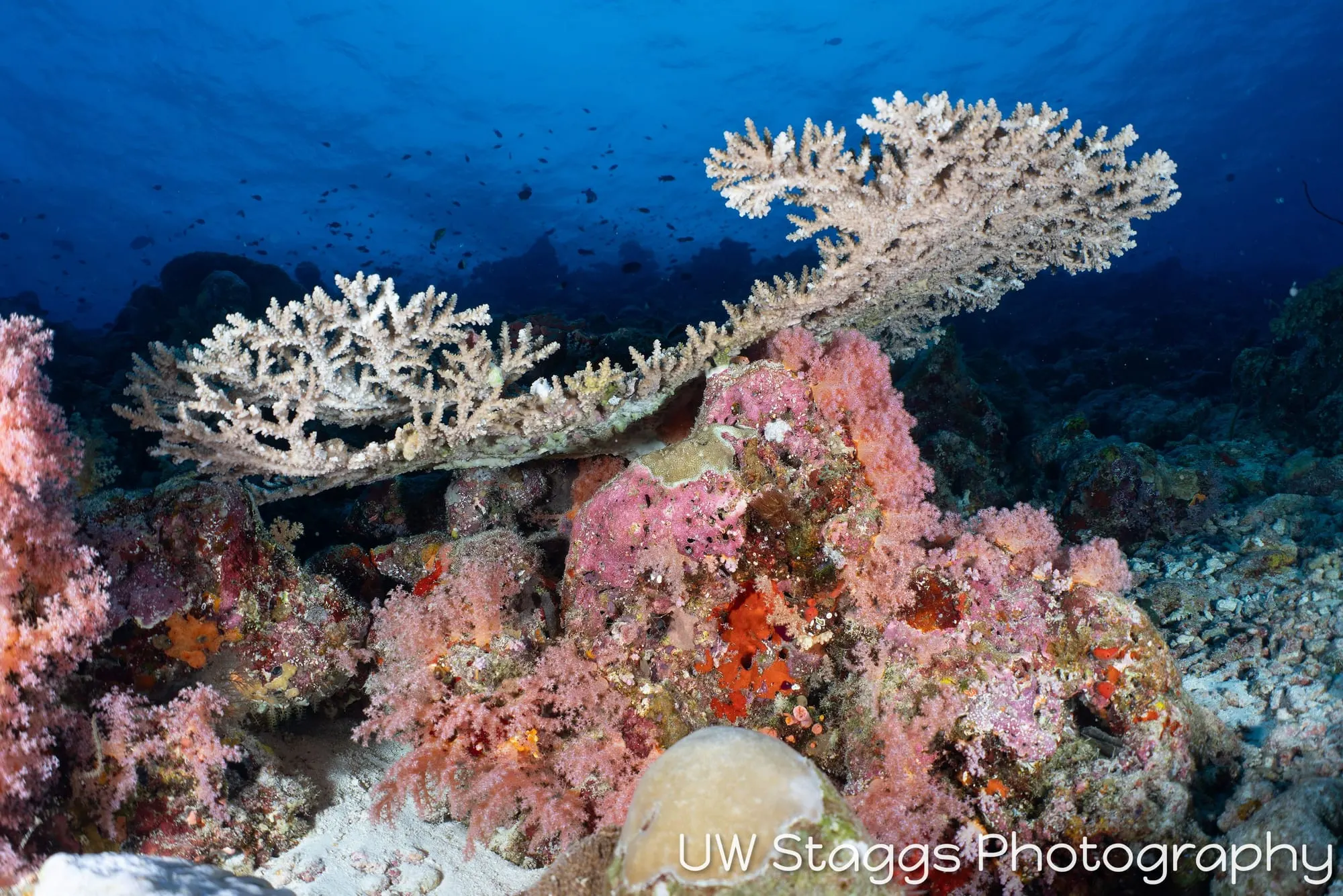 Reef Scene — Central Atolls, Maldives