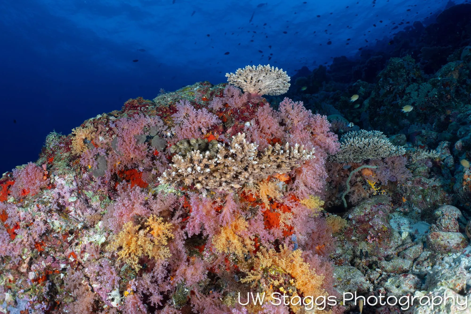 Reef Scene — Central Atolls, Maldives