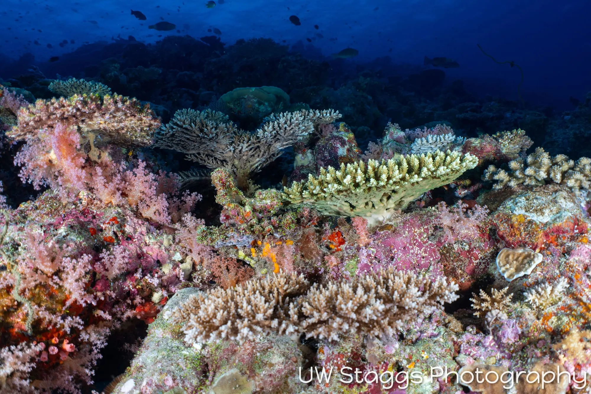 Reef Scene — Central Atolls, Maldives