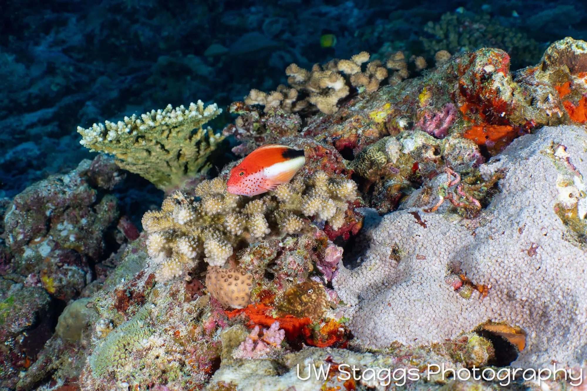Reef Scene — Central Atolls, Maldives