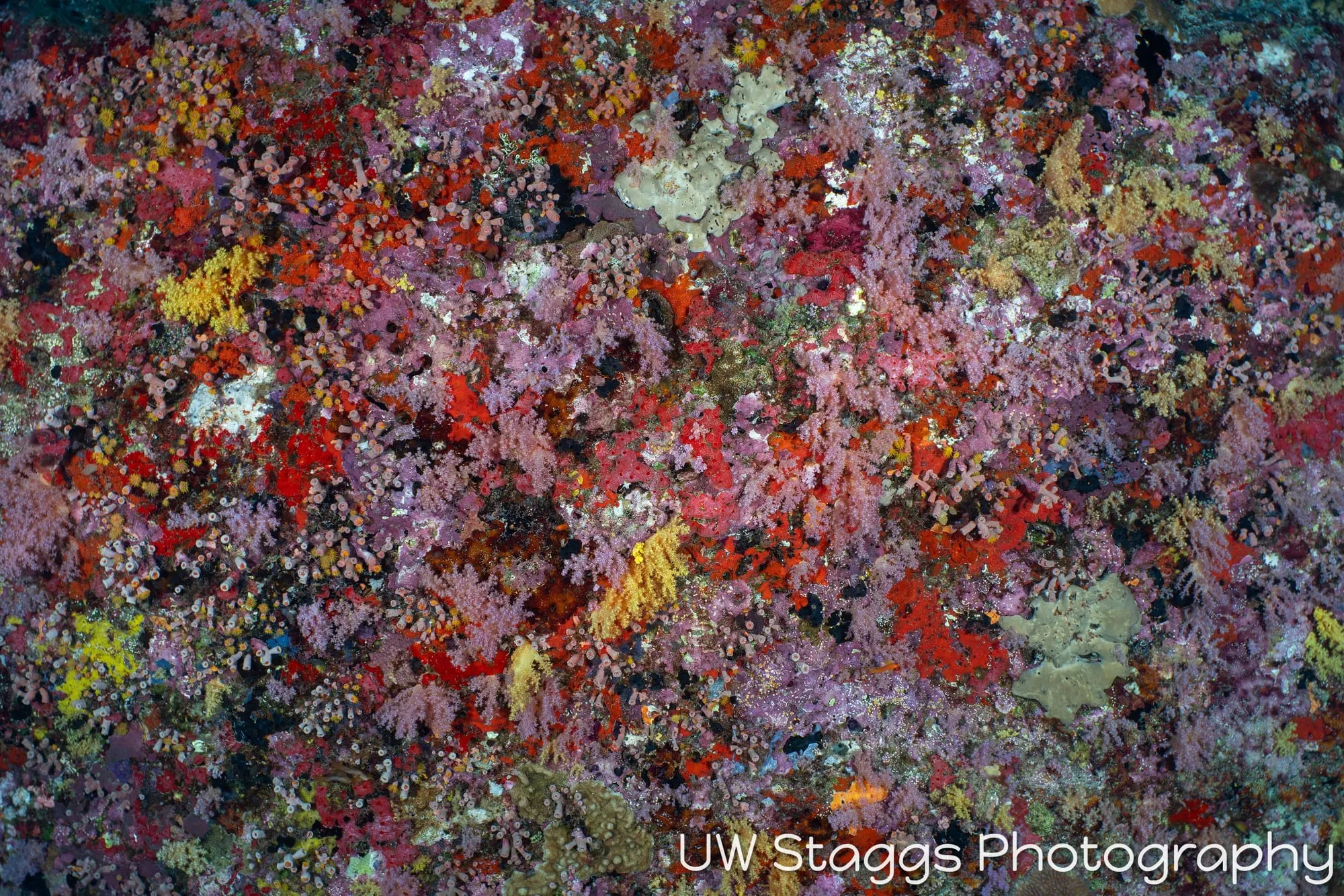 Reef Scene — Central Atolls, Maldives