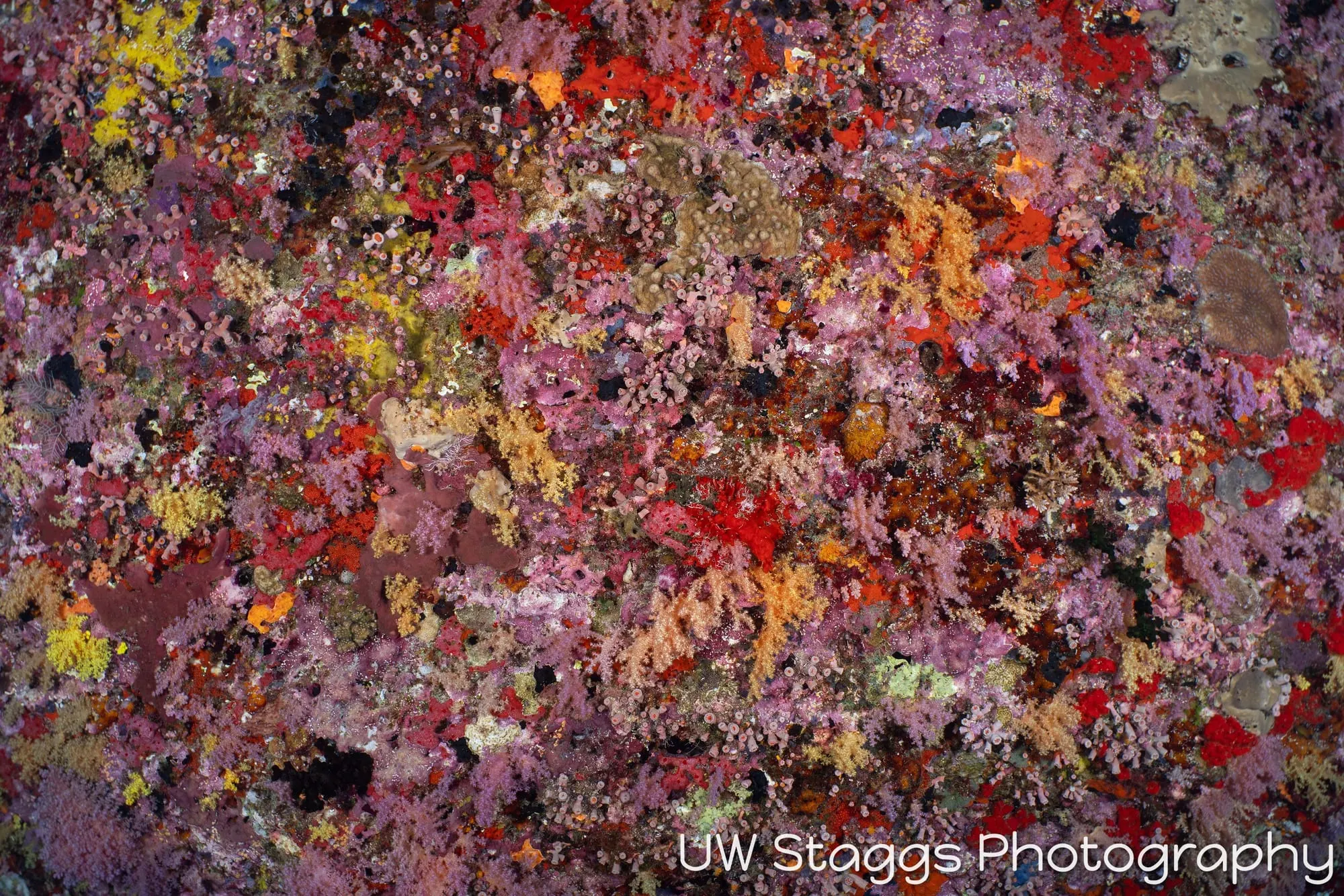 Reef Scene — Central Atolls, Maldives